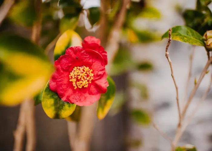 Сasa de vacaciones Casa Do Faial *