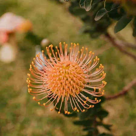Semesterbostad Casa Do Faial