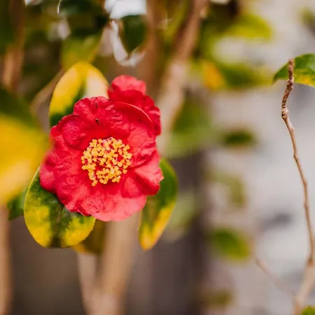 בית נופש Casa Do Faial *