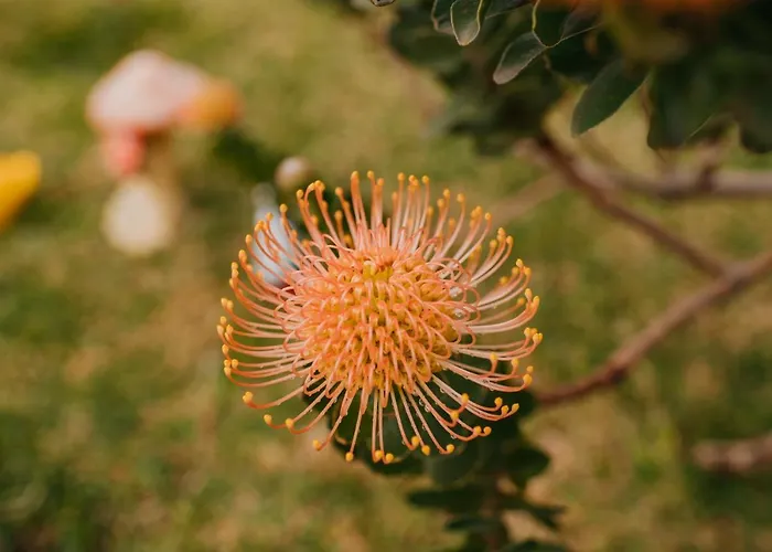 Hébergement de vacances Casa Do Faial